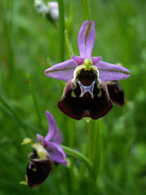 Ophrys fuciflora